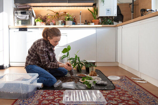 Woman repotting houseplants in kitchen for indoor gardening