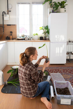 Woman potting monstera plant at home kitchen