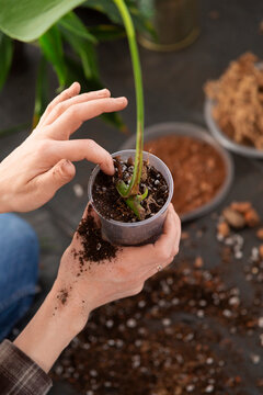 Hands potting a monstera plant cutting with soil