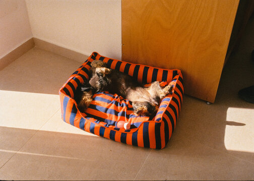 A dachshund lying on its back in its bed at home