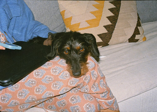 Dachshund puppy looking at the camera while resting on its owner's lap