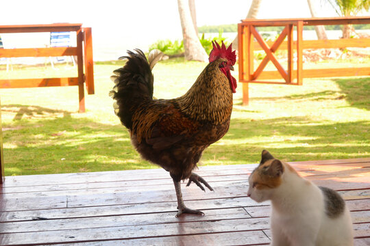 Un gato dom&eacute;stico y un gallo comparten tranquilamente una terraza en Fajardo. Ambos animales conviven en armon&iacute;a, mostrando un comportamiento inusual de calma y coexistencia sin agresi&oacute;n. 