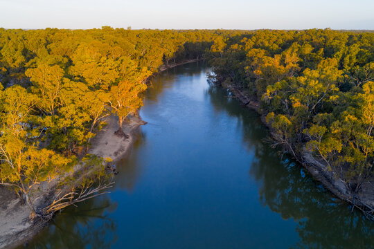 Golden morning light on gumtrees lining a wide inland river