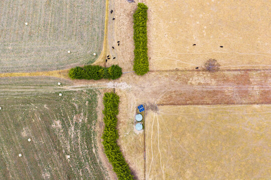 Cattle, hay bales, tanks and windbreaks at the corner of a paddock