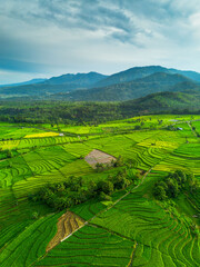 Obraz premium Beautiful morning view in Indonesia, panoramic landscape of rice fields with mountain ranges and clear sky