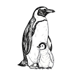 Penguin Family Illustration: Adult and Chick in Sketch Style © roziah
