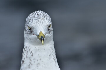 Obraz premium bird, seagull, gull, animal, nature, wildlife, beak, white, wild, feathers, birds, eye, portrait, Ring-Billed Gull, Canada