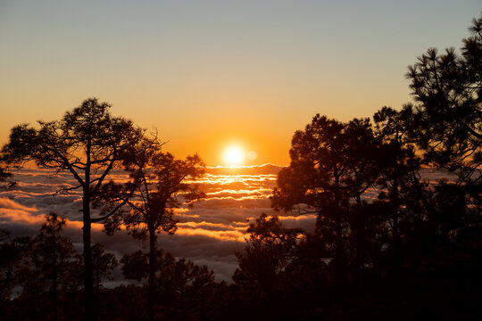 Sunset sea clouds pine