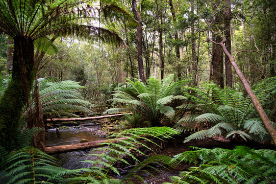 RUSSELL FALLS NATIONAL PARK, RAINFOREST & WATERFALLS. TASMANIA, AUSTRALIA