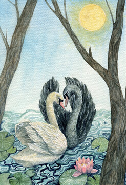 Couple of swans illustration