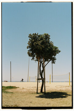 Tree casting shadow on summer volleyball court by the sea