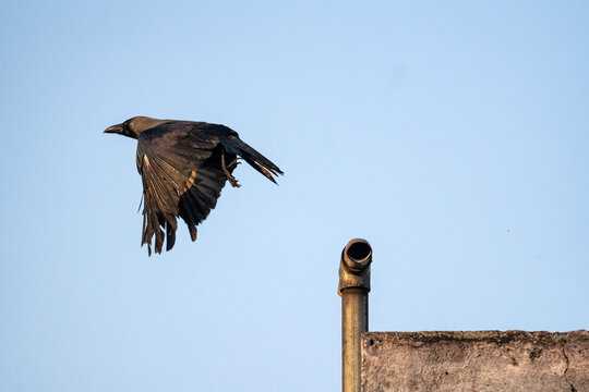 A house crow flying in air