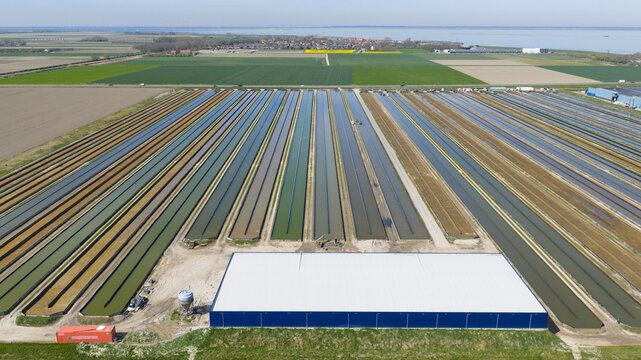 Aerial view of long industrial algae raceway ponds and a large processing facility building under a clear sky.