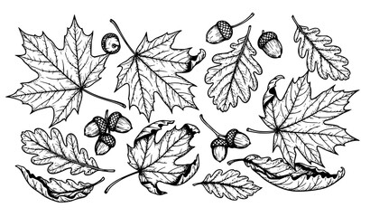 A black and white vector illustration of various leaves and acorns © Najma