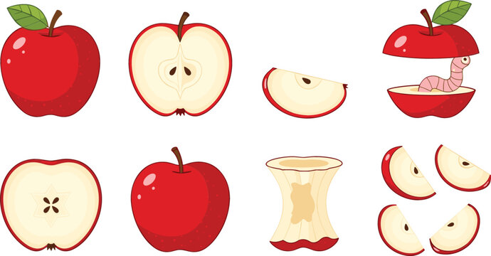 Red apple collection showing whole fruit, slices, core, and worm detail in clean flat vector style for food illustration and healthy eating design