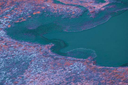 Infrared Colorful Swamp Landscape