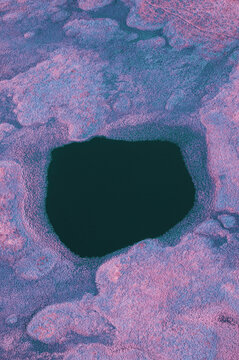 Infrared Colorful Swamp Landscape
