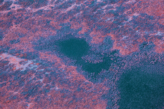 Infrared Colorful Swamp Landscape