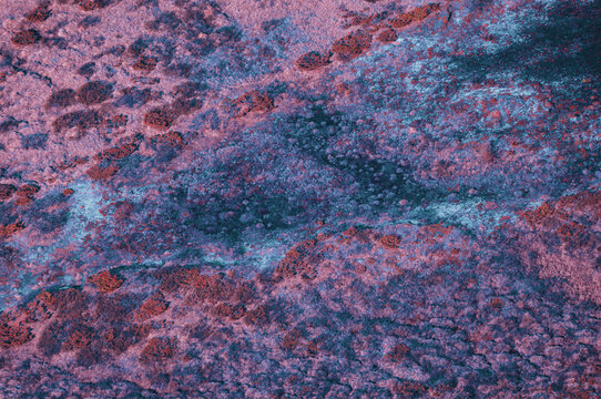 Infrared Colorful Swamp Landscape