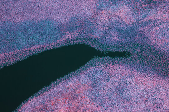 Infrared Colorful Swamp Landscape