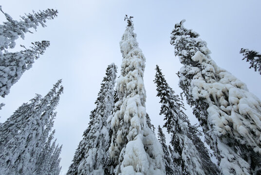 Tall Trees Covered in Snow in Winter Forest