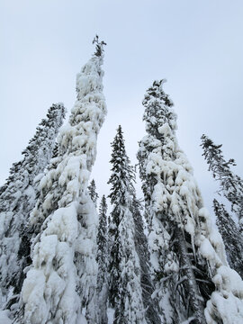 Snow-covered Trees Stand Tall in a Winter Forest