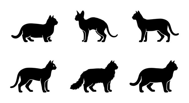 Black cat silhouette set, 6 feline breed vector icons, standing pet animal silhouettes