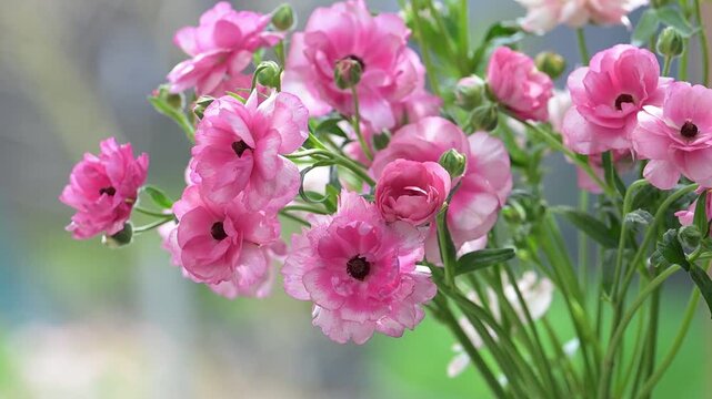 Close up of Pink Butterfly Ranunculus Hera Flowers on Green Background