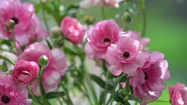 Close up of Pink Butterfly Ranunculus Hera Flowers on Green Background