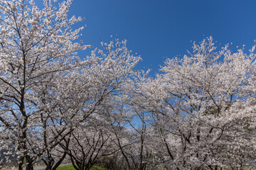 Fototapeta premium cherry blossom tree