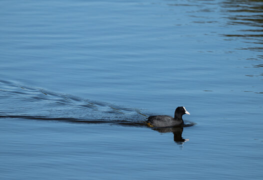 Focha comun (Fulica Atra), nadando en la Albufera des Grau, Menorca.