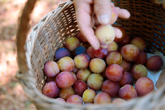 Basket of Harvested Plums