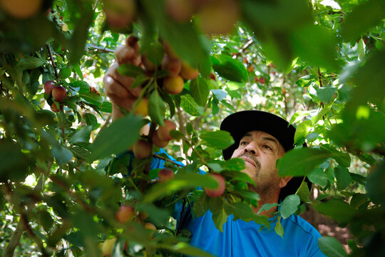Latin Farmer Picking Plums