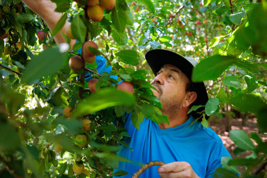 Fruit Harvest in Orchard