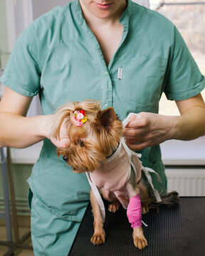 A veterinarian treats a small dog at the clinic.