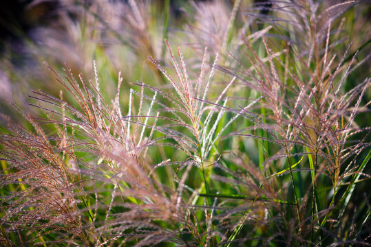 Summer nature grass meadow field