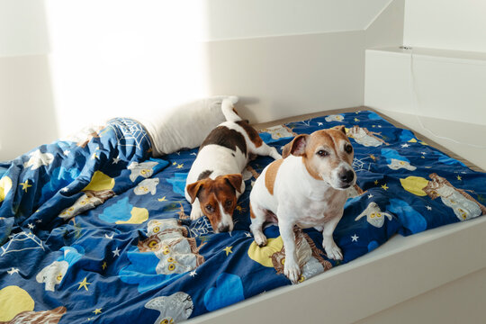 Two Dogs Relaxing on a Colorful Bedspread in the Morning