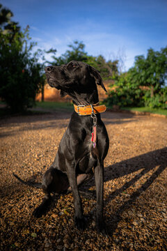 The black dog
