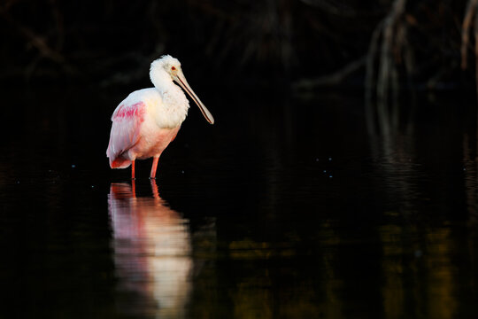 Roseate Spoonbill in Mangrove