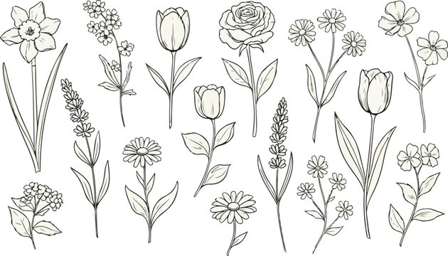 Grunge minimal charcoal or chalk spring summer flower collection. Vector illustration of ink hand drawn wild herbs set. Wax crayon drawing style. Floral silhouette elements for scrapbooking design. Se