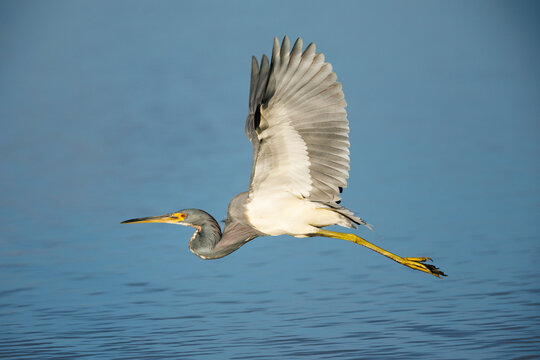 Tricolored Heron in Flight
