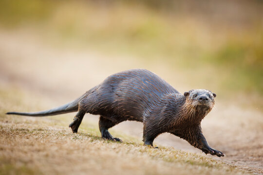 Otter Crossing