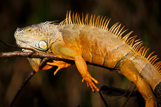 Green Iguana
