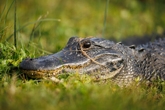 Alligator