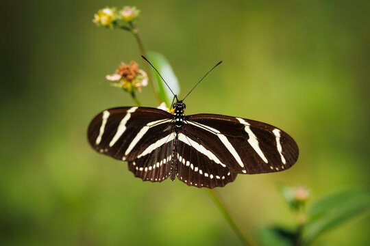 Zebra Longwing