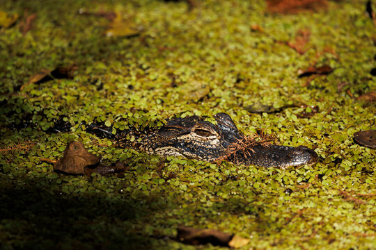 Submerged Alligator