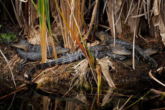 Group of Gators