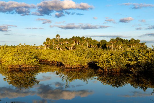 Mangrove Pond