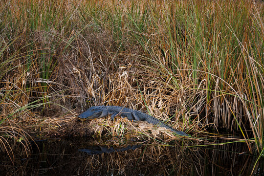 Alligator in Tall Grass