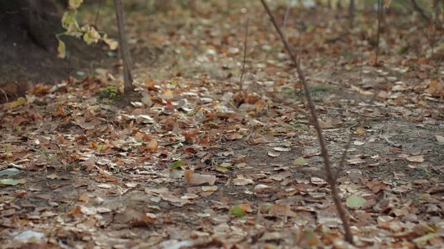 Gray squirrel snatcher among autumn leaves foraging fallen acorn near slender sapling, quick darting motions, muted brown palette, soft bokeh, quiet park floor, sudden vanish into underbrush